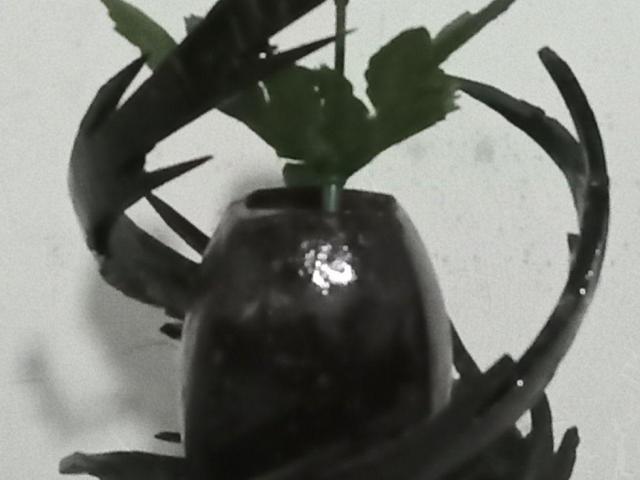 Coconut shell flower pot